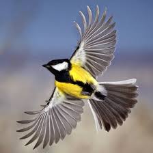 By gambar hewan kamis, 29 maret 2018 add comment. Gambar Burung Birds Flying Beautiful Birds Animals Beautiful