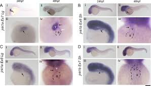 Some animals like fishes, have only a two chambered heart. Alternative Splicing Of Jnk1a In Zebrafish Determines First Heart Field Ventricular Cardiomyocyte Numbers Through Modulation Of Hand2 Expression