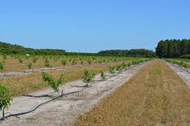 The florida stone fruit breeding program began in 1952. Irrigation Techniques For Florida Peaches Growing Produce