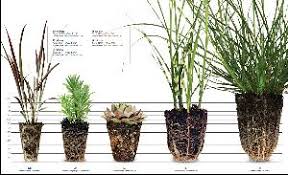 Image result for Cyphia mazoensis