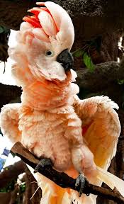 Bird With Big Feathers On Tail Salmon Crested Cockatoo Cacatua Moluccensis It Has White Pink Feathers With A Definite Peachy Glow A Slight Yellow On The Underwing Prachtige Vogels Vogels