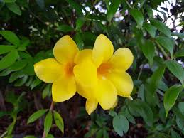 Allamanda Cathartica Golden Trumpet Flower Indoor Flowering Plants Herbal Plants Plants
