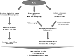 It is formed naturally in your body from cysteine, which you get from protein sources like yogurt or chicken, but you can also find it in supplement form. Mechanisms Of Action Of N Acetylcysteine Nac Nac Acts As A Download Scientific Diagram