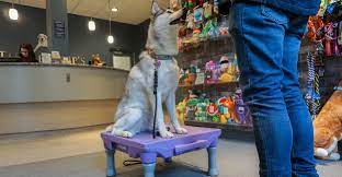 If you are interested in our more. Dog Board And Train In Chicago Tucker Pup S Pet Resort
