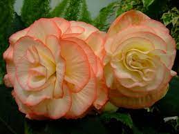 Pin On Begonias