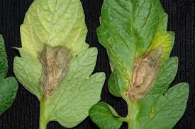Check spelling or type a new query. Identify And Control Botrytis Blight