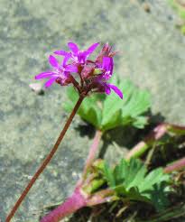 Image result for Pelargonium grossularioides