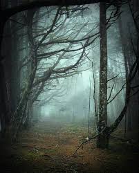 Misty Woods Haunted Woods Beautiful Nature Wallpaper Woods Photography