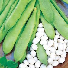 Haricot Nain Mangetout Coco Blanc Precoce 200g Graines Elem