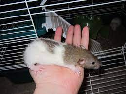 When Feeder Rats Become Pets