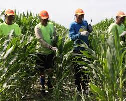 Detasseling Ensures Higher Quality Of Seed Corn