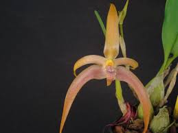 Image result for Bulbophyllum humblotii