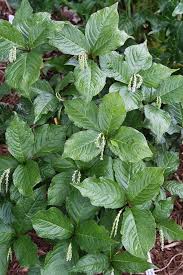 Image result for Chlorophytum colubrinum