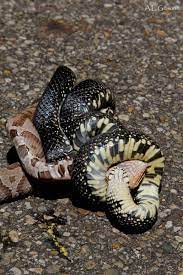 The Buckeye Botanist Copperhead Vs Eastern Black Kingsnake Buckeye Black Rat Eastern