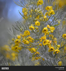 Silver leaf plant with yellow flowers. Grey Foliage Yellow Image Photo Free Trial Bigstock