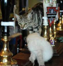 Cats From Bristol England Cats Cat Cafe Crazy Cats