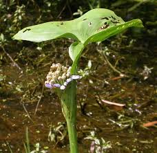 Image result for Monochoria africana