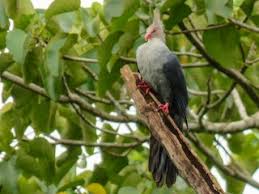 Image result for Kedrostis crassirostrata