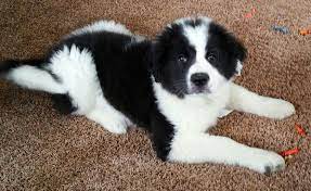 12 Week Old Border Pyrenees Animals Border Collie Collie