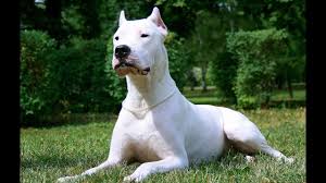 After unparalleled effort of selective breeding and tireless care of this very special litter dream dogos proudly presents this outstanding dogo argentino puppies with flawless musculoskeletal structure. Dogo Argentino The Lord Of The Dogs Youtube