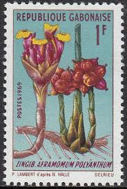 Image result for Siphonochilus brachystemon