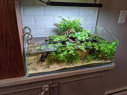 Marginal plants include umbrella papyrus, crimson ivy (hemigraphis. Suggestions For Emersed Epiphyte The Planted Tank Forum