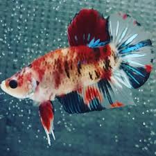 Salah satu ikan cupang dengan daya tarik peminat tinggi yaitu ikan cupang giant. Jual Ikan Cupang Koi Ikan Hias Cupang Hias Kab Tangerang Cupang Kriwil Tokopedia