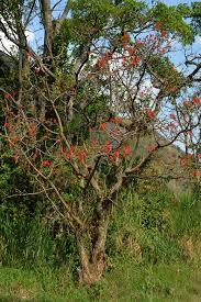 Image result for Erythrina abyssinica