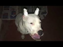 Dogo Argentino Evine Girdik Youtube