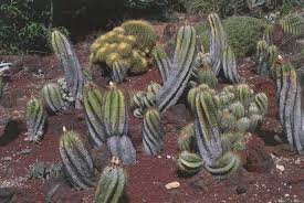Cacti tend to do best when they are watered thoroughly, and then left until the potting media has dried fully before being watered again. 21 Best Cactus Plants To Grow In Your Garden