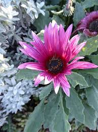 Image result for Arctotis