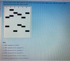 I used ribomax to change dna to rna. Solved In The Crime Scene Dna Analysis Using Pcr Reveal T Chegg Com