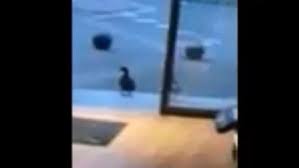 Des Canards A La Maison De La Presse D Albert