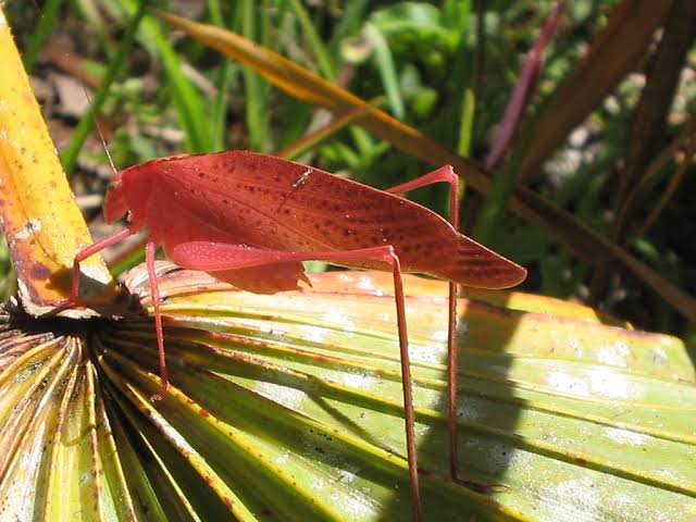 Mga resulta ng larawan para sa Pink orange katydid, found in Florida"