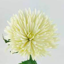 Spider Mums White Wholesale Bulk Flowers Cascade Floral Spider Mums Mums Flowers Bulk Flowers Online