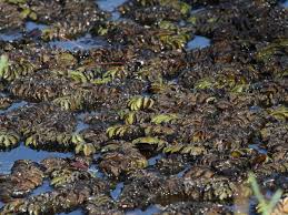 Image result for Salvinia hastata