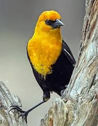 Black Bird With Orange Head Yellow Headed Blackbird West Mid West Usa Black Bird Beautiful Birds Wild Birds