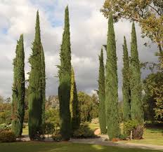 Image result for Cupressus sempervirens