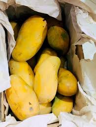 We did not find results for: Say Hello To Mango Season Phal Wala Ù¾Ú¾Ù„ ÙˆØ§Ù„Ø§ Facebook