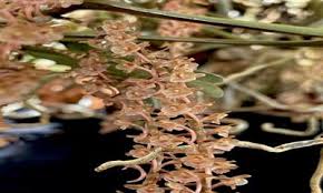 Image result for Rhipidoglossum bilobatum