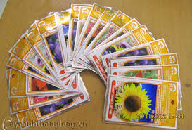 Image result for RAU MẦM CẢI XANH