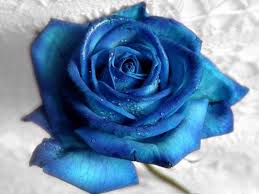 Choose the blue rose background, you like and decorate your desktop, laptop or smartphone screen with them. Free Blue Rose Wallpapers Wallpaper Cave