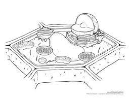 This pdf packet contains 6 versions of the diagram, to help you teach and also quiz your students:1. Plant Cell Diagram Unlabeled Plant Cell Diagram Cell Diagram Plant Cell