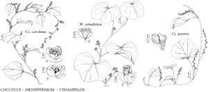 Image result for Menispermaceae