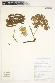 Image result for Olinia rochetiana