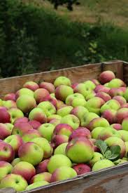 Check spelling or type a new query. Garden Of Eden Garden Garden Of Eden Apple Picking