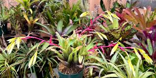 Image result for Brachycorythis friesii