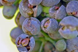 Image result for rez rzivost ostru%u017Einy