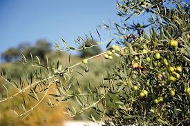 Oleiculture La Region De Fes Meknes Cartonne Leseco Ma