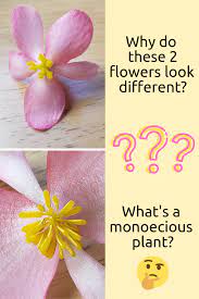 Sharpen Your Superpower Of Observation Plant Science Different Flowers Nature Activities